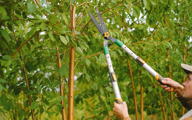 Tree trimming in Kodiak, AK